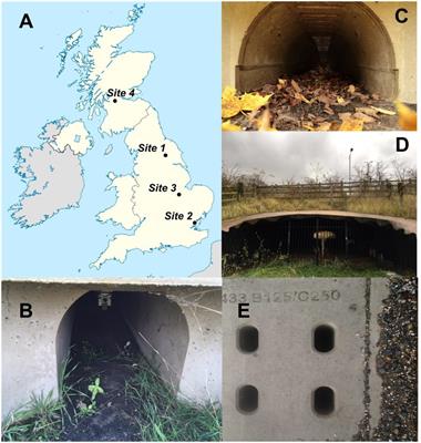 Pollutant accumulation in road mitigation tunnels for amphibians: A multisite comparison on an ignored but important issue